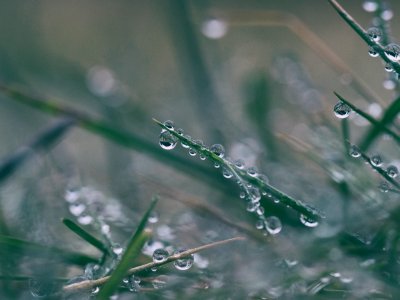 Dew, Water, Green