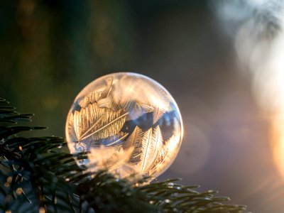 selective focus photography of frozen bubble on pine tree branch during daytime photo