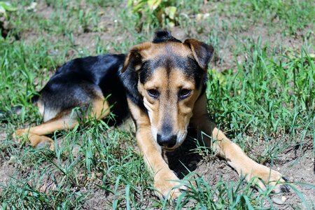 Outside rescue dog shepherd