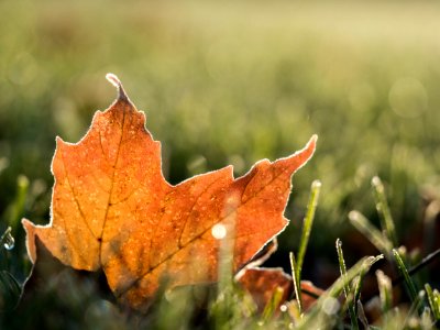 maple leaf photo