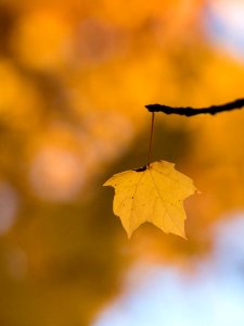 selective focus photo of maple leaf