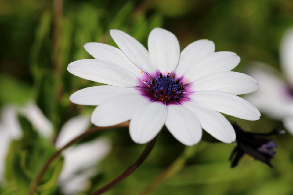 Plant nature flowers