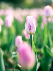pink petaled tulip selective focus photography photo