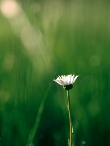 shallow focus photography of white flower