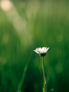 shallow focus photography of white flower photo