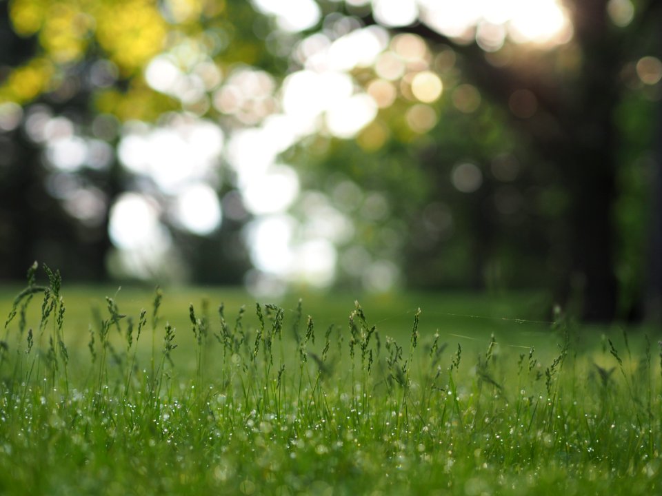 green grass field