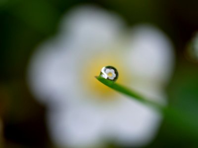 white petaled flower reflected on dew