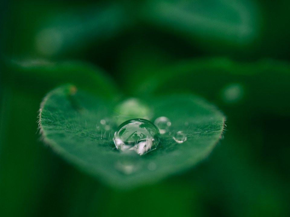 green leaf with water drops