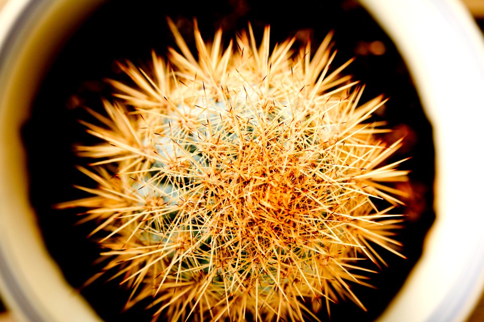 Cactus, Thorns, Spikes