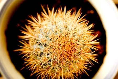 Cactus, Thorns, Spikes photo