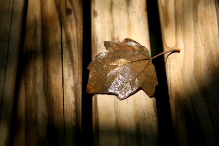 Brown, Wet, Bench