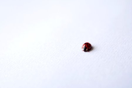 red ladybug on white surface photo