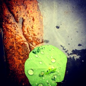 Drops, Wet, Water