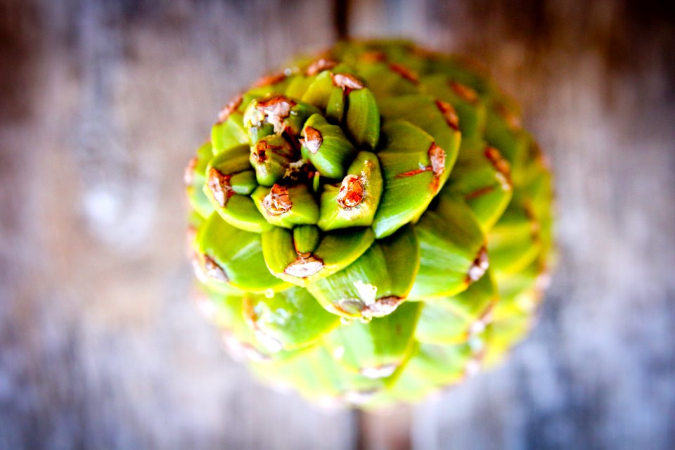 Pine, Christmas, Green