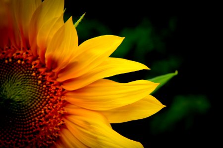 Sun, Sunflower, Yellow