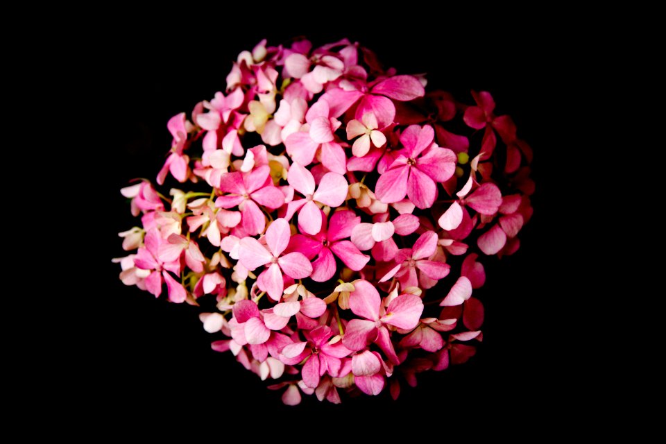 Pink, Flowers