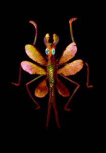 Macro black background maple wings