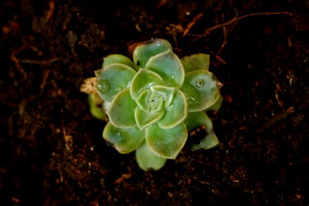 Succulent, Desert, Flora