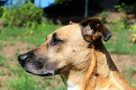 Dog head face shelter dog