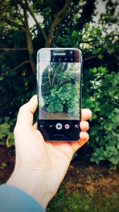 A person taking a picture of outdoor plants. photo