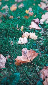 Many leaves sitting in the grass.