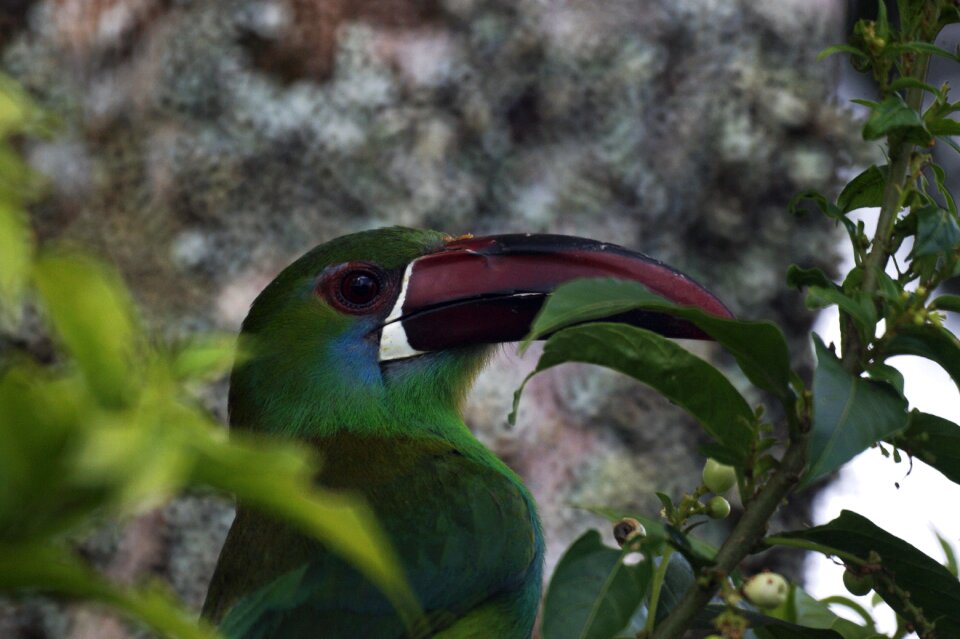 India quindio colombia photo