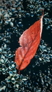 An orange leaf sitting in a bush.