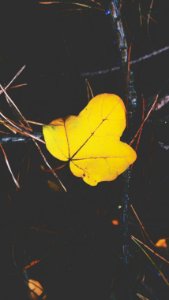 A yellow leaf.