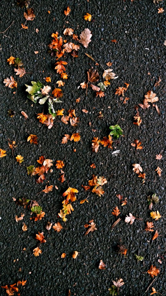 Leaves scattered on the ground.