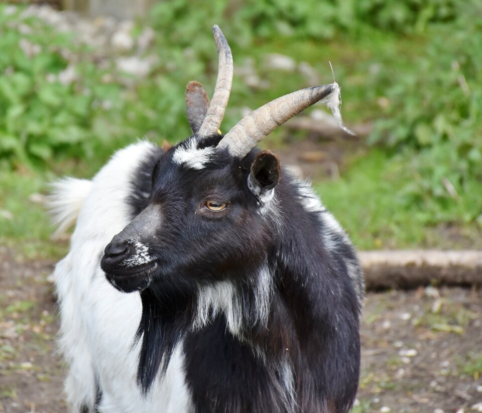 Livestock billy goat goat's head