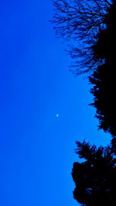 Trees and a blue night sky.