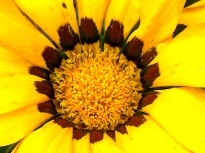 Plant, Flower, Center