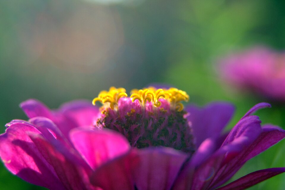 Yellow means stars the petals