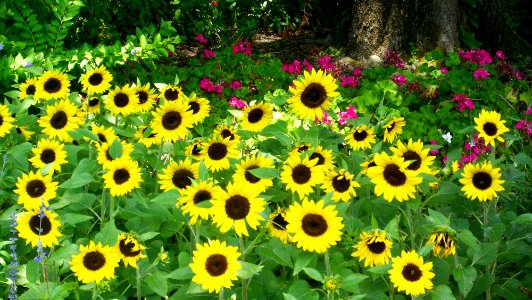 Flowers, Garden, Sunflowers