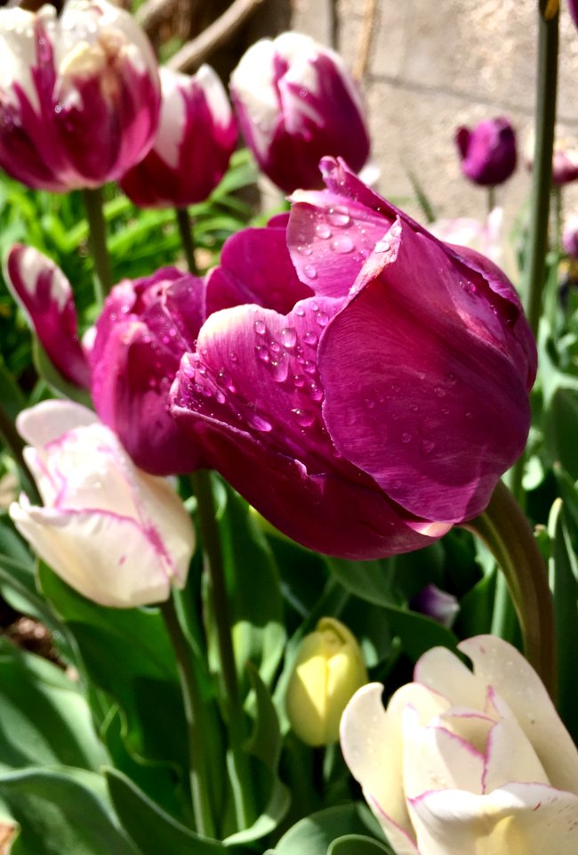 Tulip, Flower, Dew