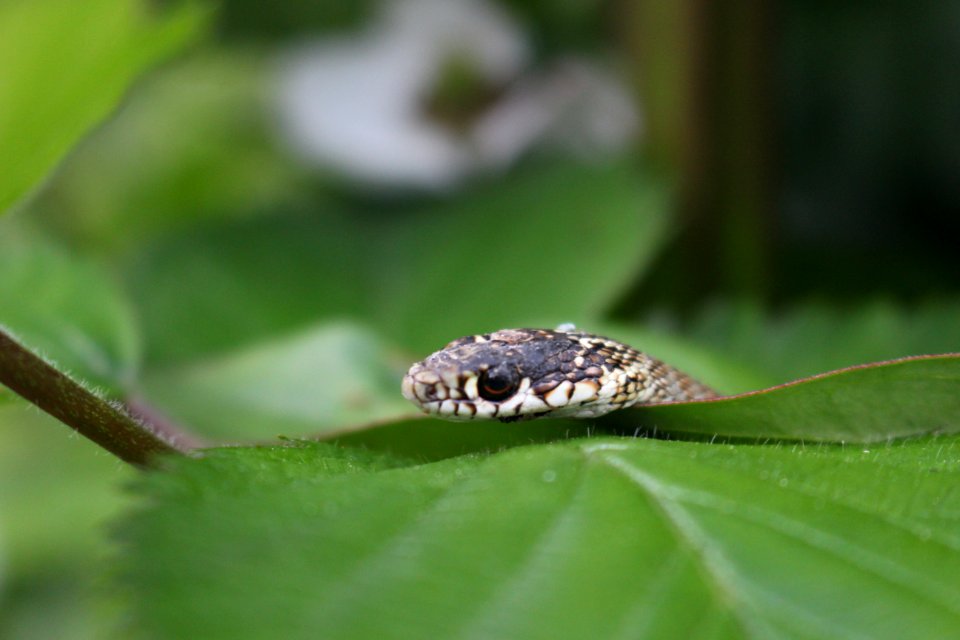 Romanssurisre, France, Animal