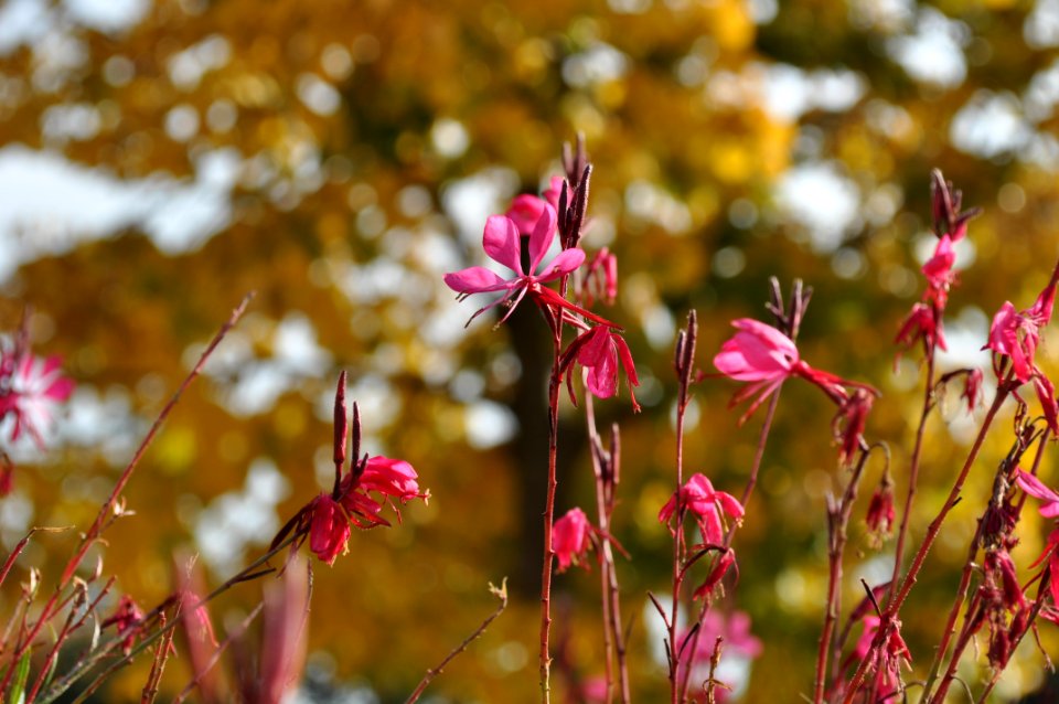 Pink, Fleurs, Rose photo