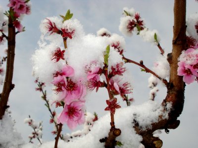 Romanssurisre, France, Arbre