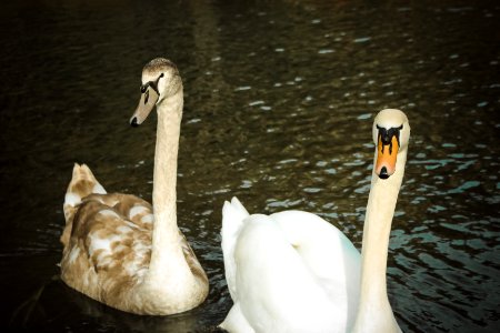 Beak, Animal, Geese