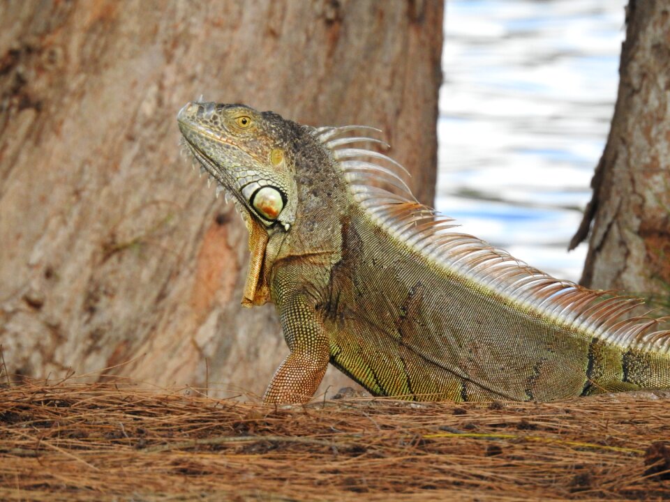 Animal wild nature