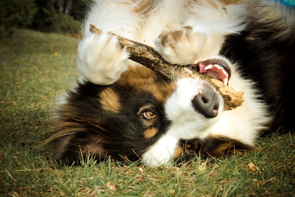 Animal, Australian, Shepherd