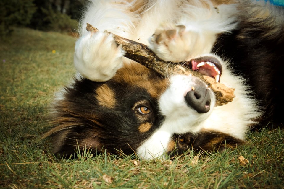 Animal, Australian, Shepherd photo