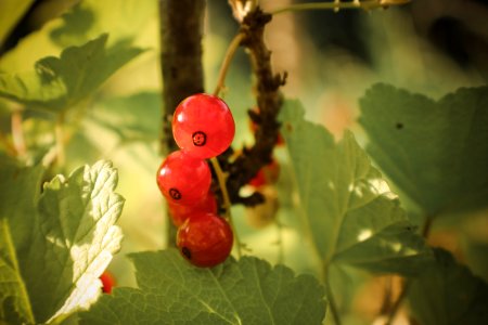 Romanssurisre, France, Currant