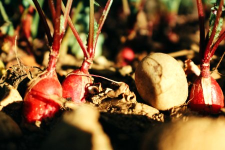 Vegetable, Vegetable garden, Garden