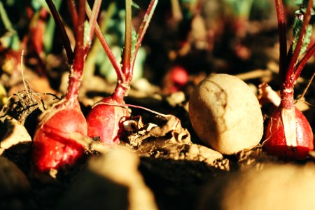 Vegetable, Vegetable garden, Garden photo