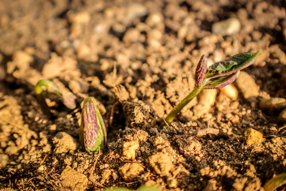 Seed, Plan, Gardening
