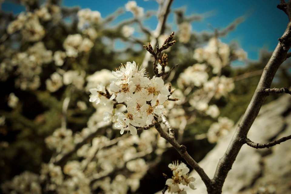 Bcharre, Lebanon, Spring