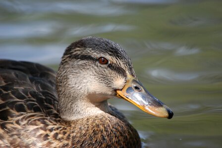 Duck water waterfowl photo