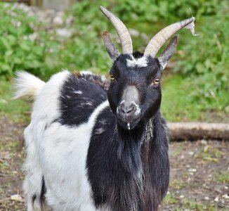 Livestock billy goat goat's head photo