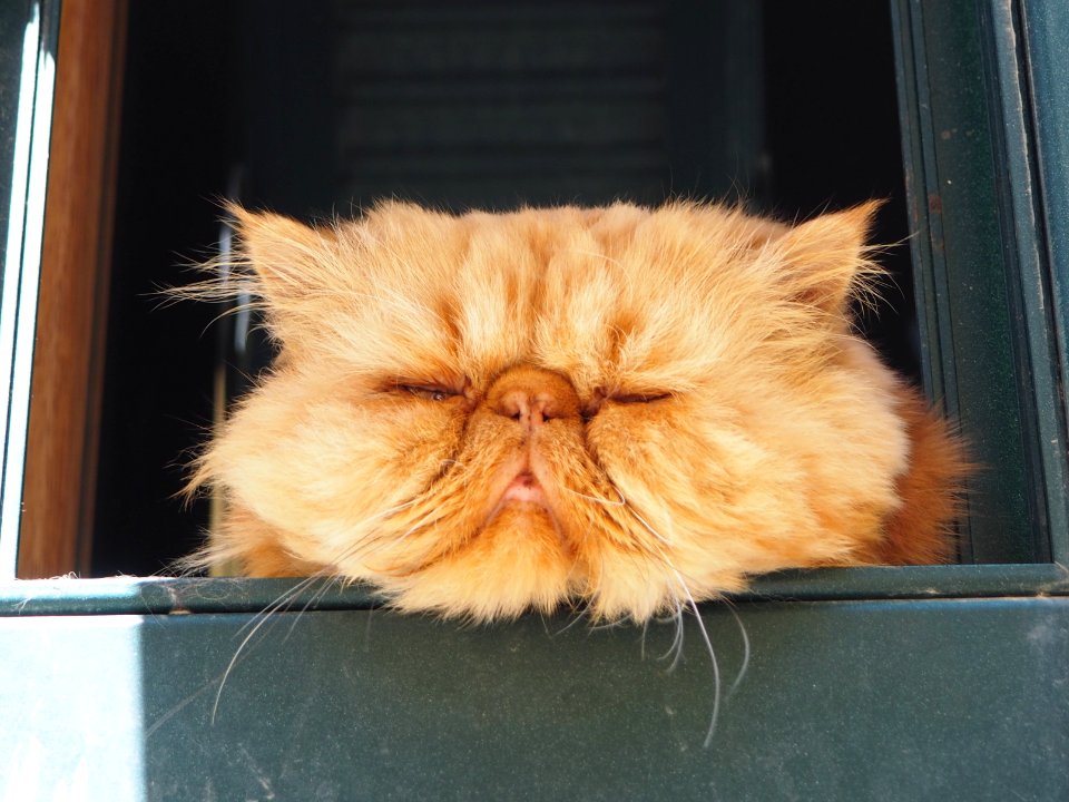 Gatto